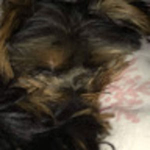 Meet your Posher, Mackenzie